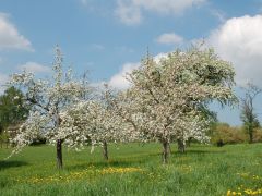Baumschnittförderung für Streuobstbäume