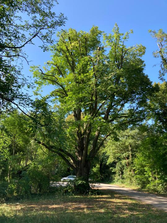 Die Linde am Grillplatz in Mühlhausen nach der notwendigen Einkürzung. 