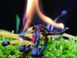 Waldbrandgefahr: Die Stadt bittet um vorsichtigen Umgang mit Feuer im Freien